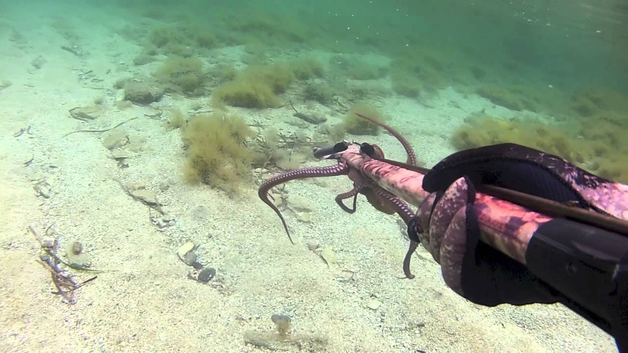 Meilleurs plongée sous marine en Haute corse Koifaire