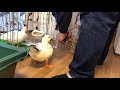 お父ちゃんのことが好きすぎるコールダック