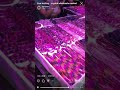 Video Clip from Instagram Live Stream Test - Crystal Market (No subtitles)