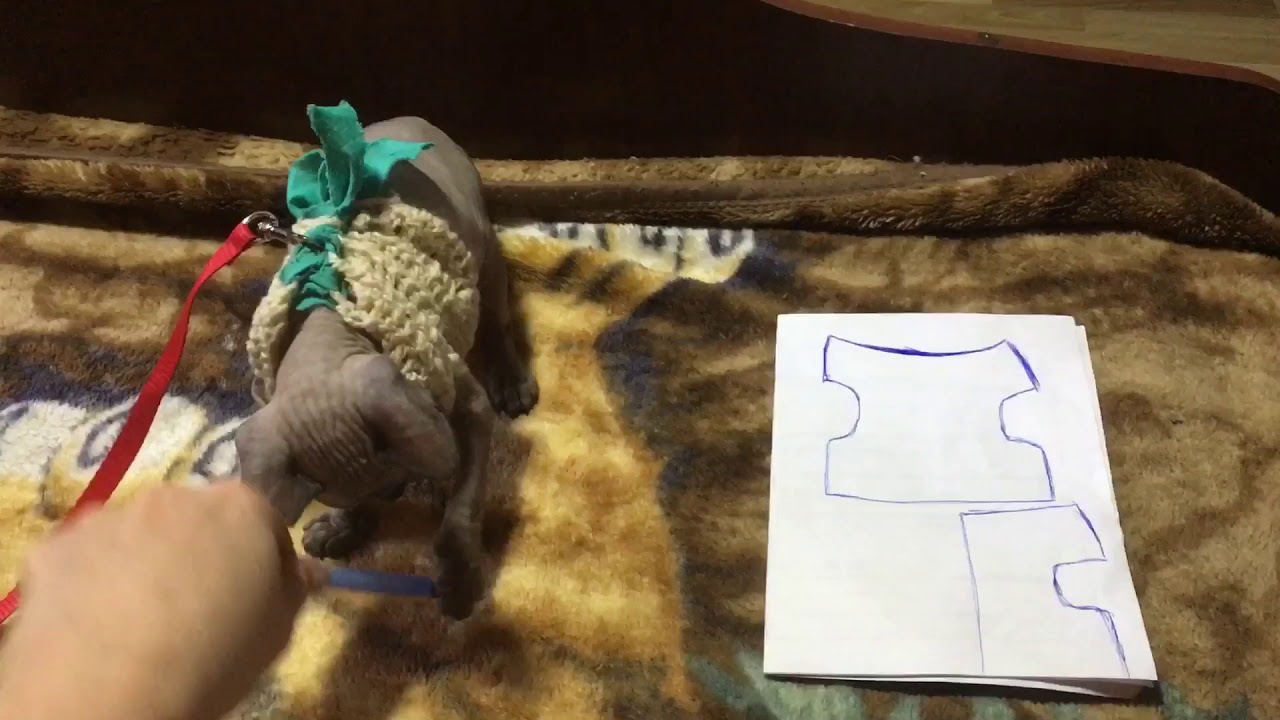 Шлейка своими руками . Выгулка для котёнка быстро и просто.#вязание#рукоделие#очумелыеручки#зоомир