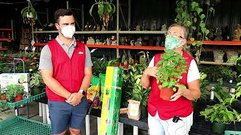 How To Grow Herbs: DIY with MRT ACE Hardware