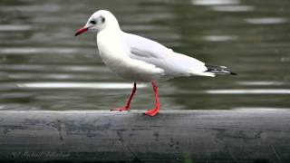 Black-headed Gull (Chroicocephalus ridibundus, Larus ridibundus) / Lachmöwe