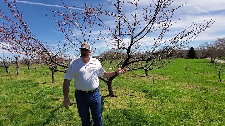 Spray Schedule, Peach  - UT Extension Spring 2020