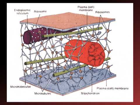 Histology, Cytology & Embryology