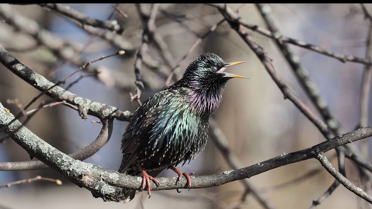 фото скворцов весной в городе. настоящую песню скворца надо слушать. скворец перелетная птица. песня скворца. скворец с фиолетовой спиной.