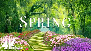 Amazing Colors of Spring 4K Nature Relaxation Film -  Natural Landscape - Relaxing Piano Music