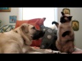 Cat boxing dog who wins