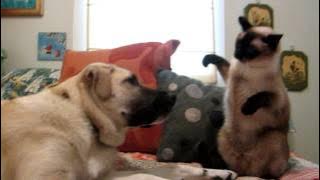 Cat boxing dog. Who wins?