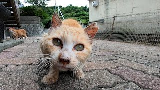 「うまいうまい」言いながら食べる野良猫が一人だけ守備範囲が広すぎて笑