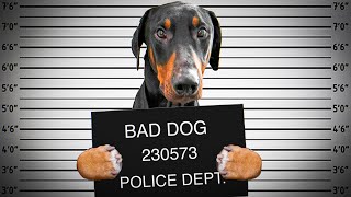 What We Decided To Do w Scar FINAL DECISION