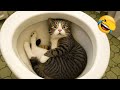 これらの面白い動物たちは、嫌な日を癒す最高の薬です！😆