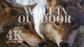Wolf  in outdoor | Nature video | 4K | Copyrights free footage