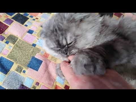 Видео: Суженные бронхи у кошек