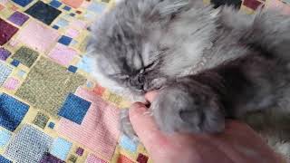 Простуда у кошек:симптомы и лечение //бронхит//