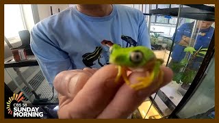 Wondrous frogs: Marquette environmental physics professor shares his fascination with breeding frogs