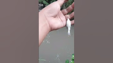 strike ikan wader cakul ||micro fishing