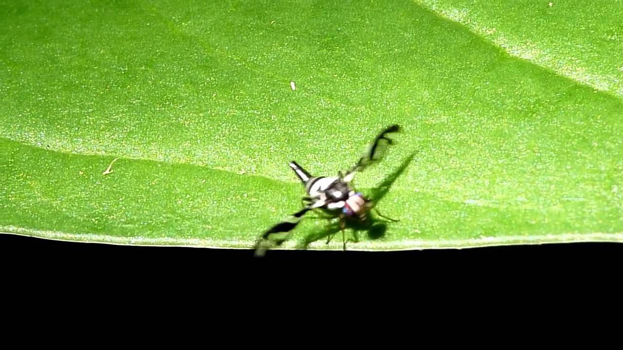 Winged Fly Picture-winged Fly - YouTube