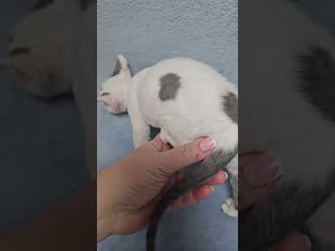 Simon Blue Bicolor Devon Rex Male Kitten Available Now | Purebred Kitties