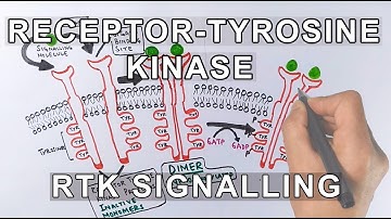 Receptor Tyrosine Kinase | RTK Signalling