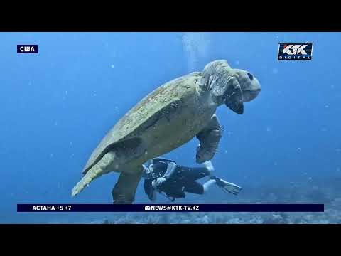 Loggerhead sea turtles break nesting record