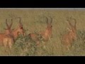 Jackson hartebeest alcelaphus buselaphus jacksoni