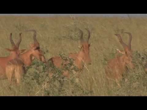 Video: Sezonas Un Pēc Ugunsgrēka Ietekme Uz Apdraudēto Swayne's Hartebeest (Alcelaphus Buselaphus Swaynei) Biotopu Izvēli Maze National Park, Etiopijā