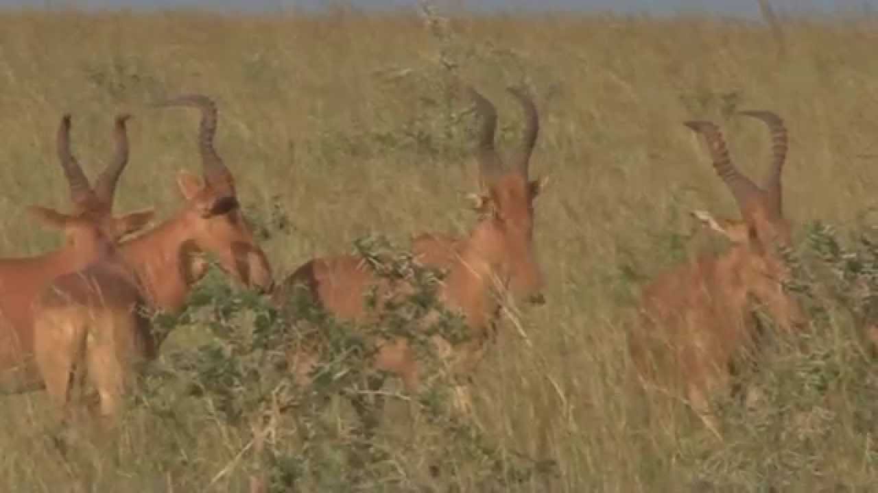 Jackson Hartebeest (Alcelaphus buselaphus jacksoni)