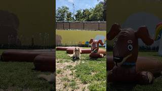 10배 길쭉한 강아지랑 ㅋㅋㅋ 장모 크림 닥스훈트 말랑이 💕 #dog #cute #shorts
