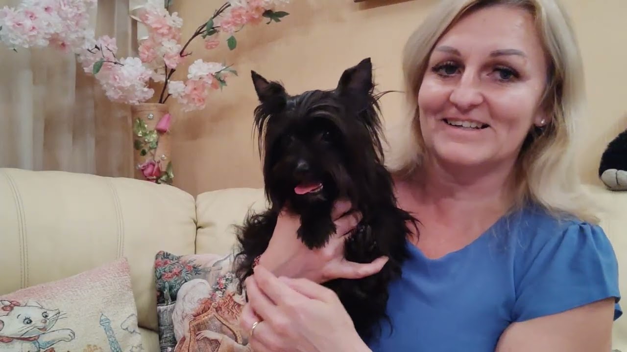 Цена 75т.р‼️Черный Йорк 🔥 Красавчик Вегас ждёт семью 🤗 доставка по миру+79788972514