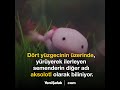 Dünyanın en mutlu semenderi