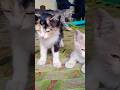 #love cat baby cute kitten beautiful lovely babies #cat