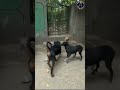 Rottweiler Bubzee Is Very Intelligent #shorts #namitaology #rottweiler