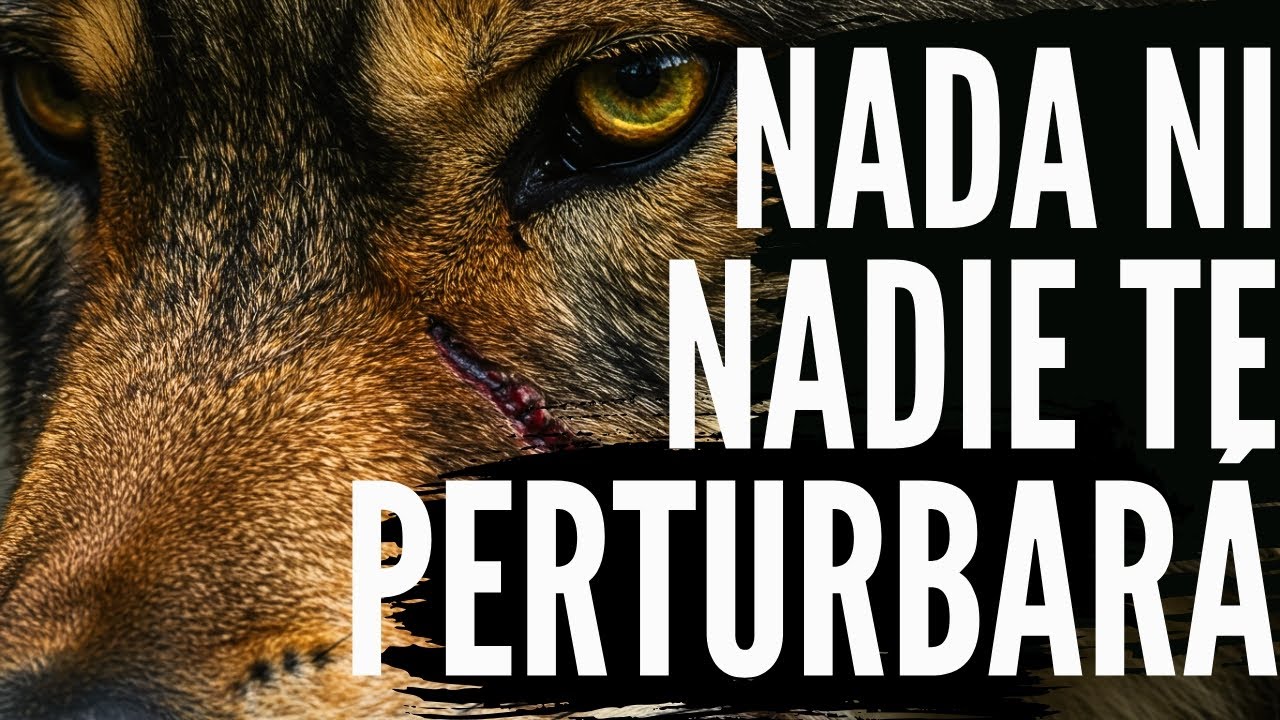 Reflexion del lobo: Las 5 claves para que NADA ni NADIE te robe la CALMA