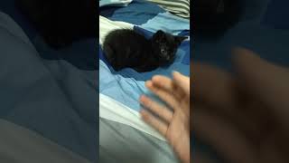 What Kind Of Scream Is That