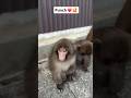 Punch playing with his best friend 🐒❤️❤️🐒❣️❤️🐒 #MonkeyPunch ##ViralMonkey #emotional