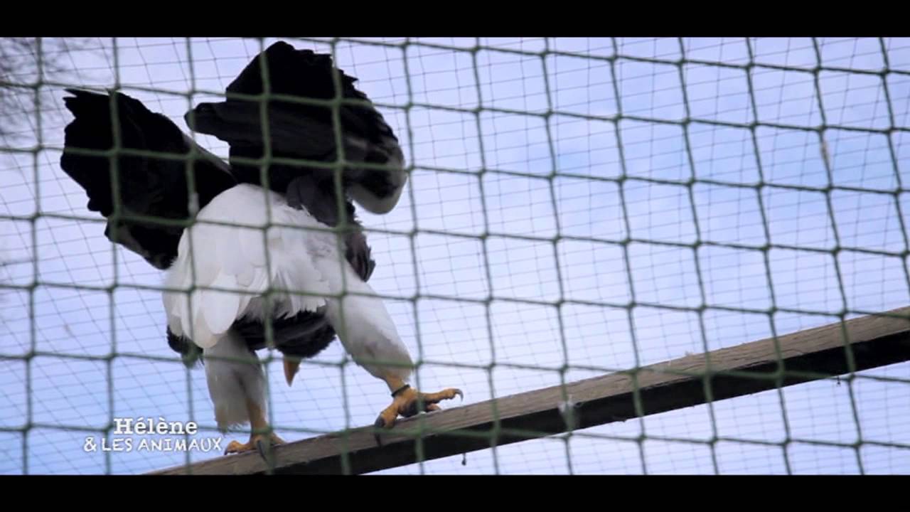 Jacques-Olivier et les aigles du Léman