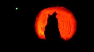 Pumpkin Wolf