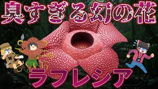 【ゆっくり解説】臭すぎる幻の花！ラフレシア