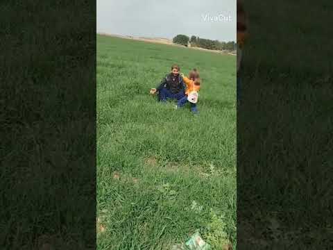 اغنيه كرديه كجم كجا كردامه هيفيدار و بابا مع بعض في رحله 