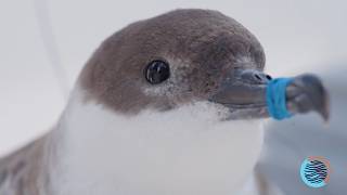 Birds Supporting Birds News