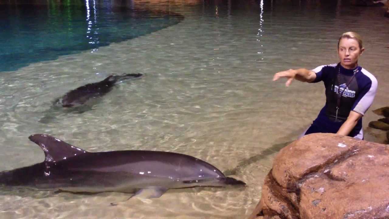 Seaworld Dolphins - Up Close & Personal