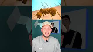 Dit Is Wat Er Gebeurt Als Een Mier Je Bijt..