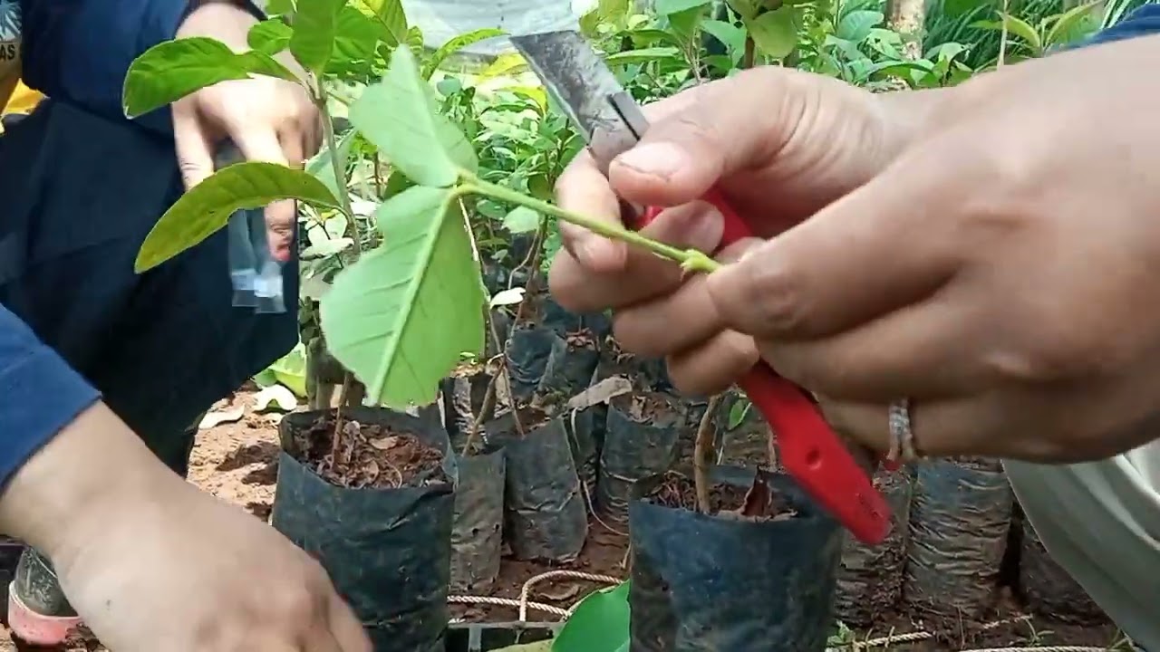 Belajar sambung pucuk / stek jambu biji vs jambu air bagi pemula
