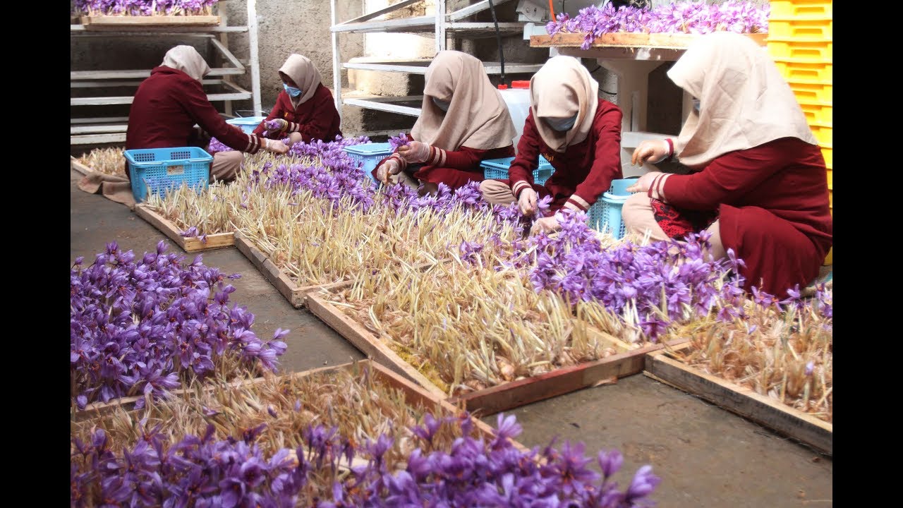 The 3-Minute Rule for Hydroponically Growing Saffron