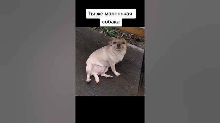 ты же маленькая собака, ты почему больших собак обижаешь?