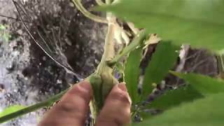 Cali Grow bbbiggg 2019 - 3 most crucial tips once your plants transition into flower stage