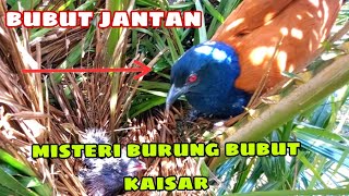 DENGAN BERAT HATI INDUK BUBUT MENYUDAHI SALAH SATU ANAKNYA