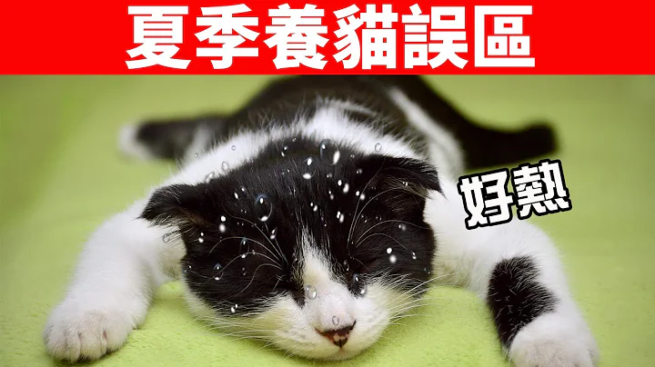 夏天养猫的6大误区！最伤害猫的这几种行为，铲屎官要注意！【猫咪养护EP8】 - 天天要闻