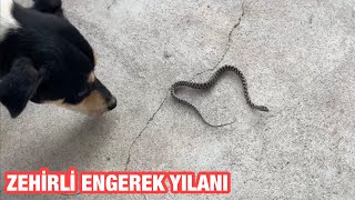 ZEHİRLİ ENGEREK YAVRUSUNU ÖLDÜRDÜMMÜ?