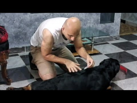 جبت امبول حشرات علشان البراغيث والقراض تحصين الحشرات   